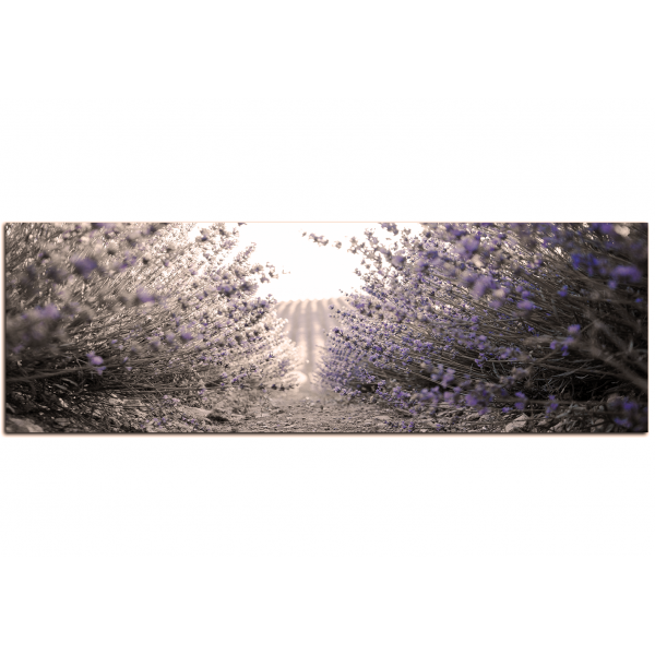 Obraz na plátně - Stezka mezi levanduloví keři - panoráma
